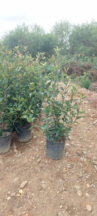 Leylandii,laur englezesc,photinia,gard viu, plante ornamentale
