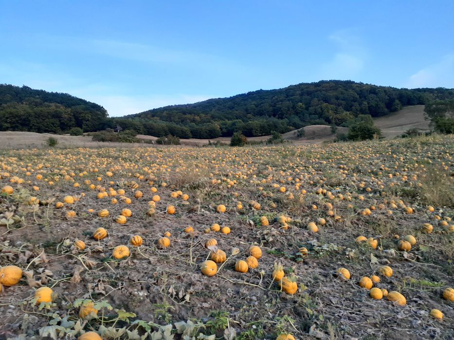 Miez seminte de dovleac fara coaja, produse in Romania ECO