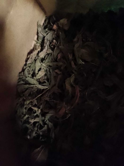 Menta DOAR FRUNZE , de gradina 200 gr.