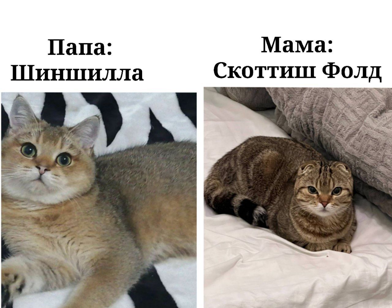 Скоттиш Фолд и Скоттиш Страйт