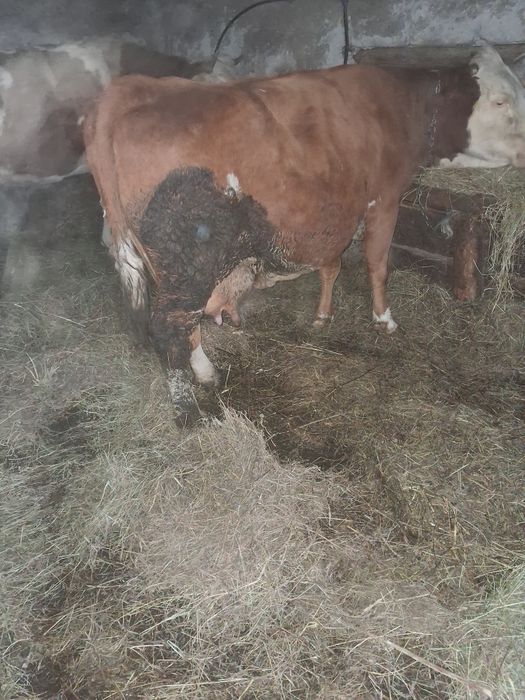 Vând vaca cu vițel