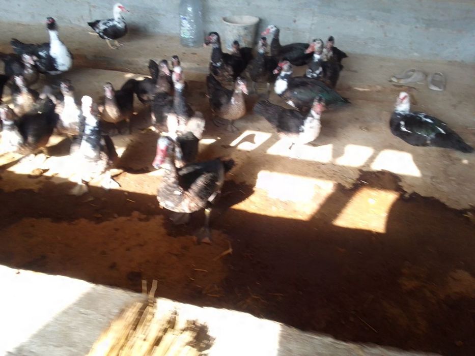 Tovuq va induk utka   товук, индук утка