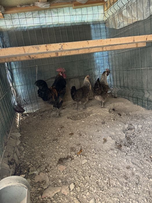 Lakadenze tuvuqlari sotiladi 1+2 600min som