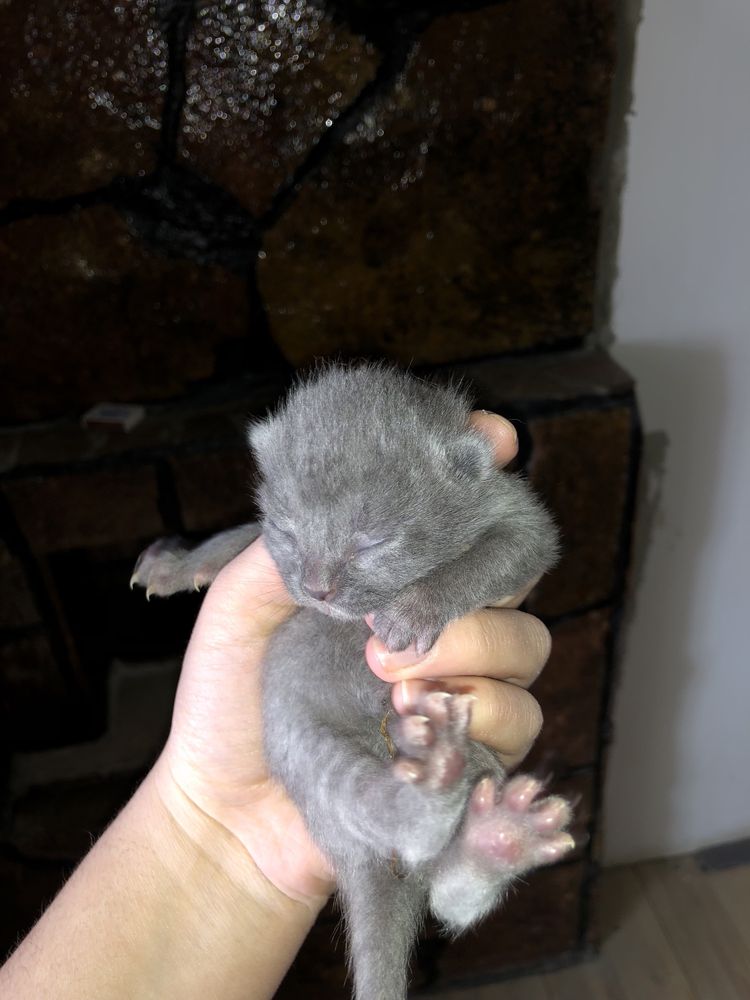 Scottish  fold.