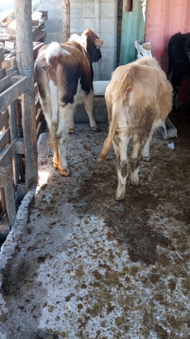 Продам  двух телка