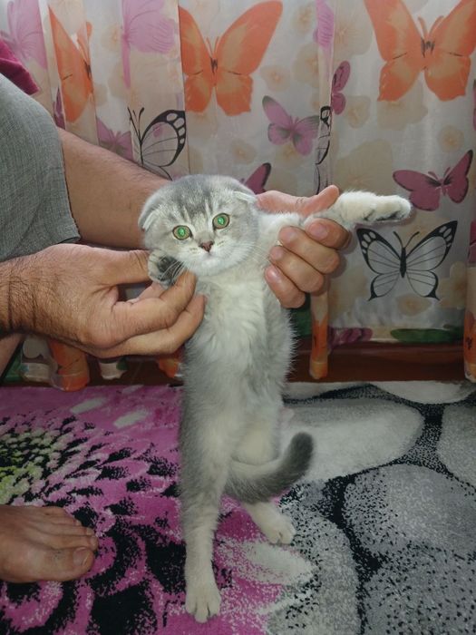 Продаются прекрасные котята