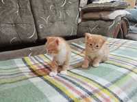 Рыжик сиамские котята