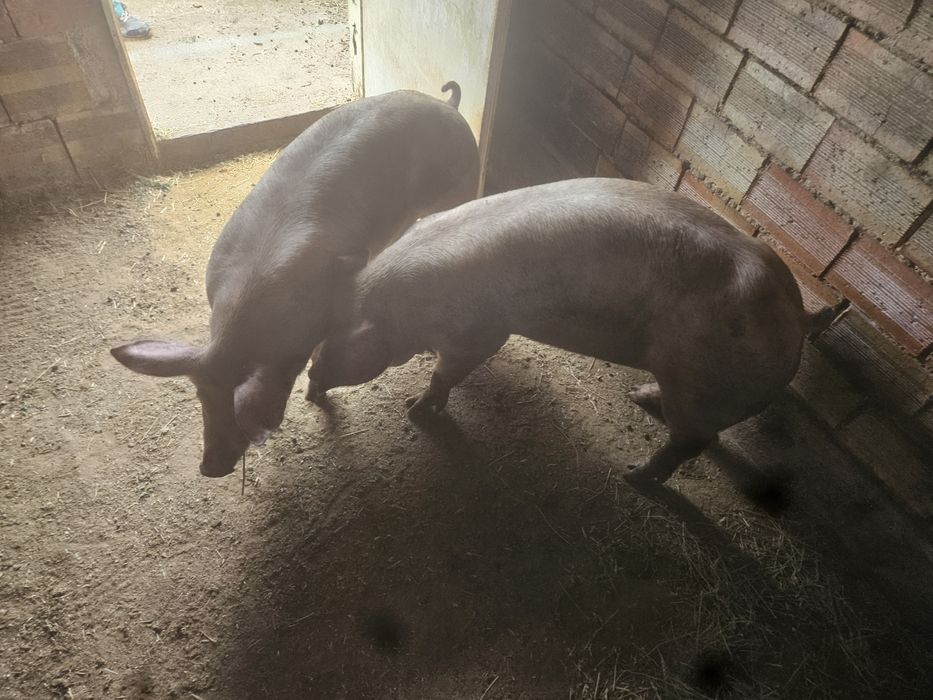 Прасета 100-130кг