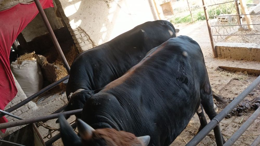 Buqalar sotiladi jivoy vesga eng kichkinasi 450 kottasi 600+650 kilo