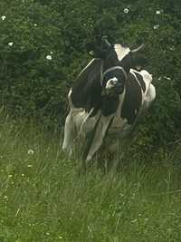 Vand vaca Holstein