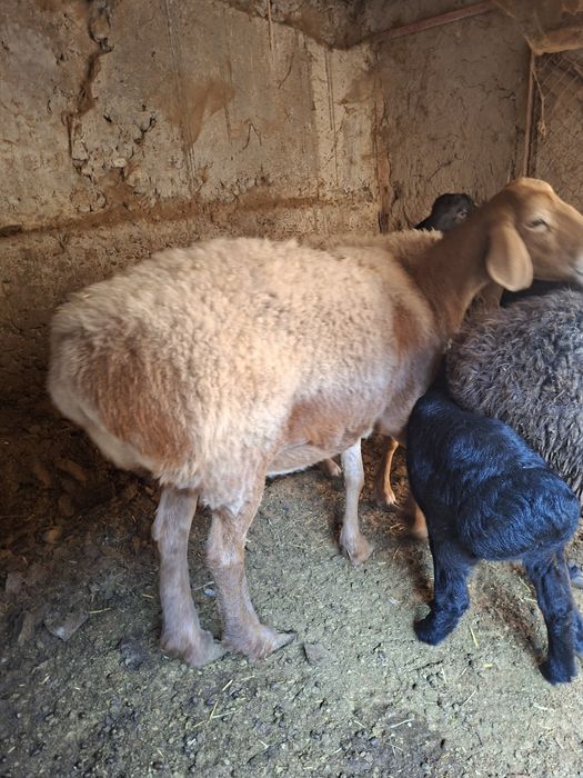 Quy sotıladı  arashan gibrid