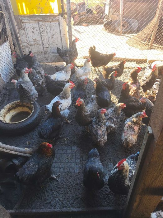 Домашни петли за продан