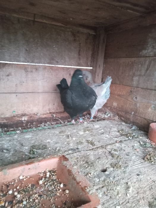 Kingi perching tineri