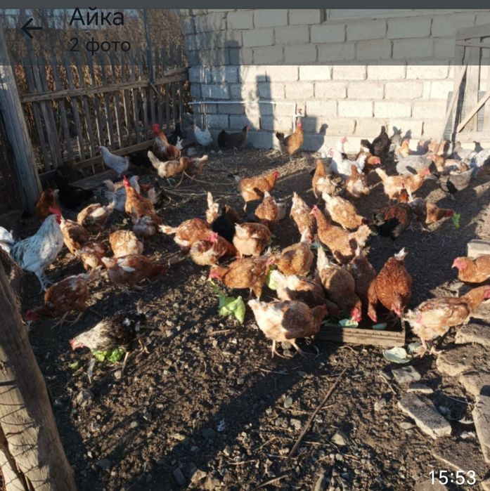 Продам домашних кур.