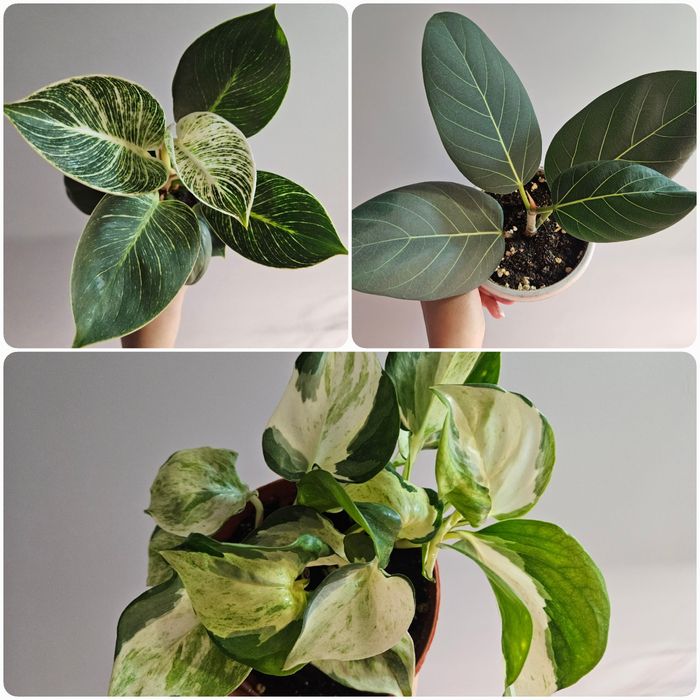 Фикус, филодендрон, сциндапсус