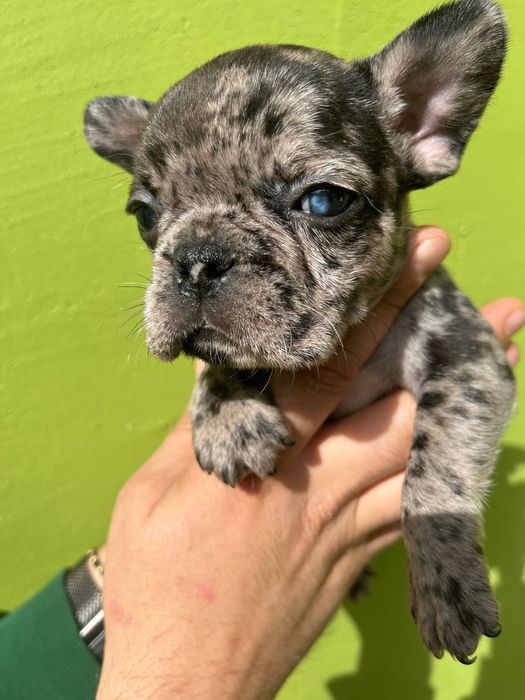 Bulldog francez merle baiat