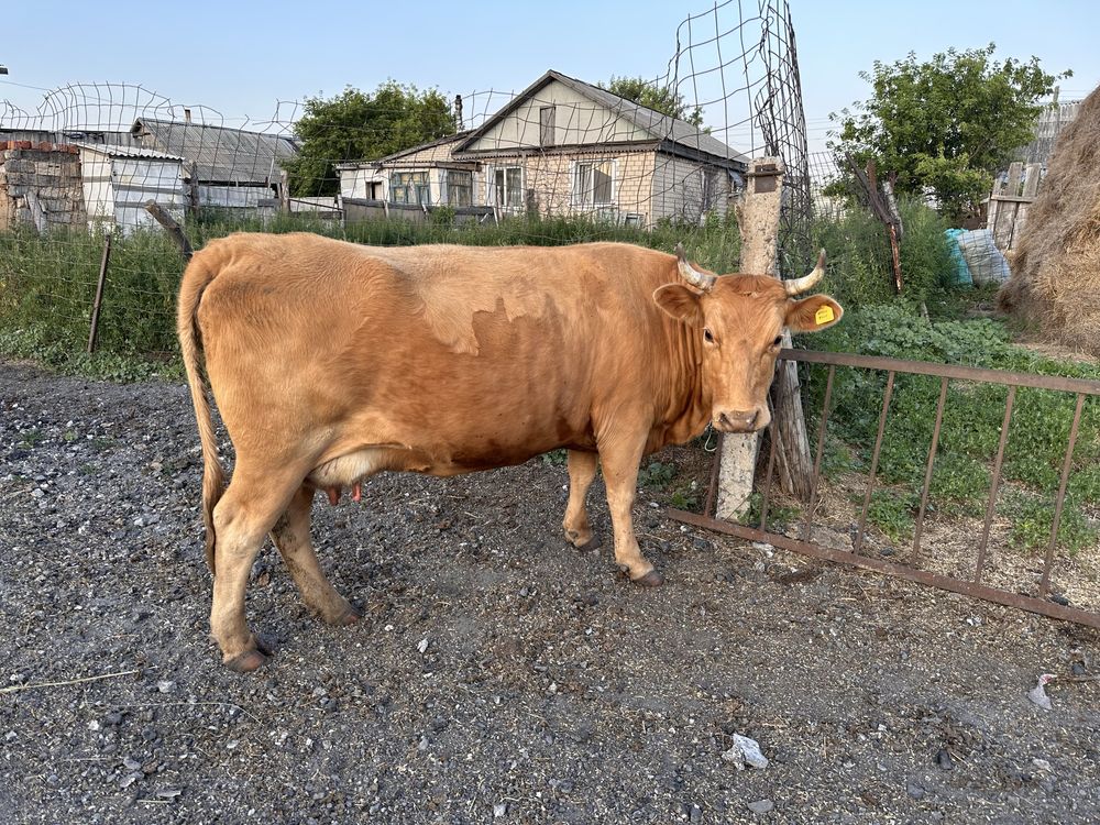 Продам дойных коров