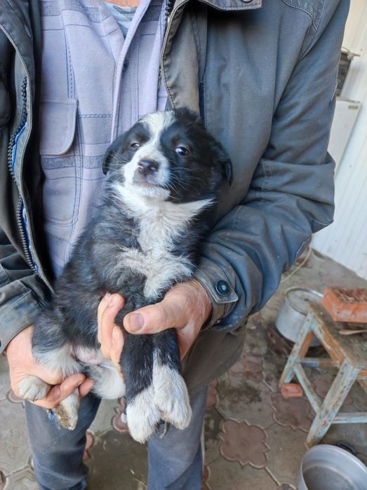 Отдам бесплатно в добрые руки щенков. Ласковые, игривые, симпатичные.