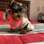 Yorkshire terrier mini toy