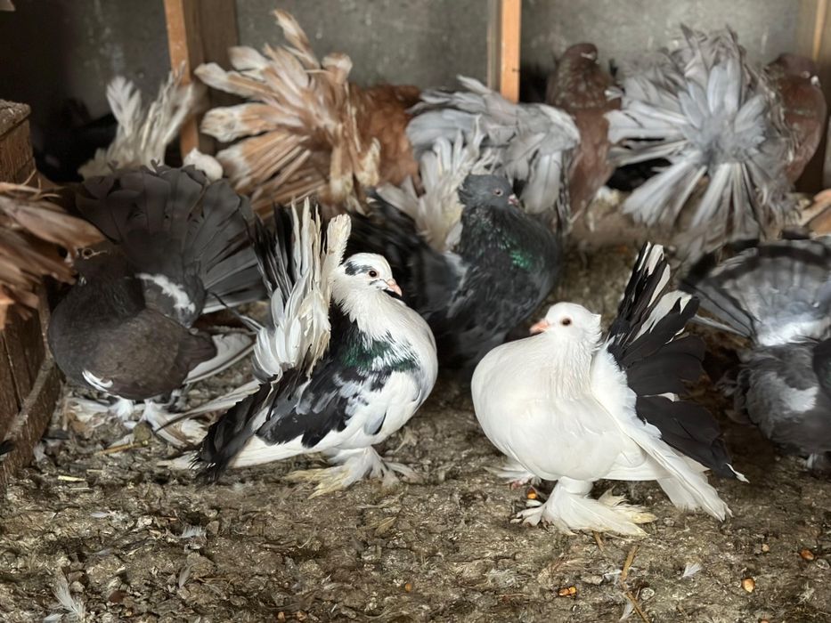 Vand porumbei de ornament