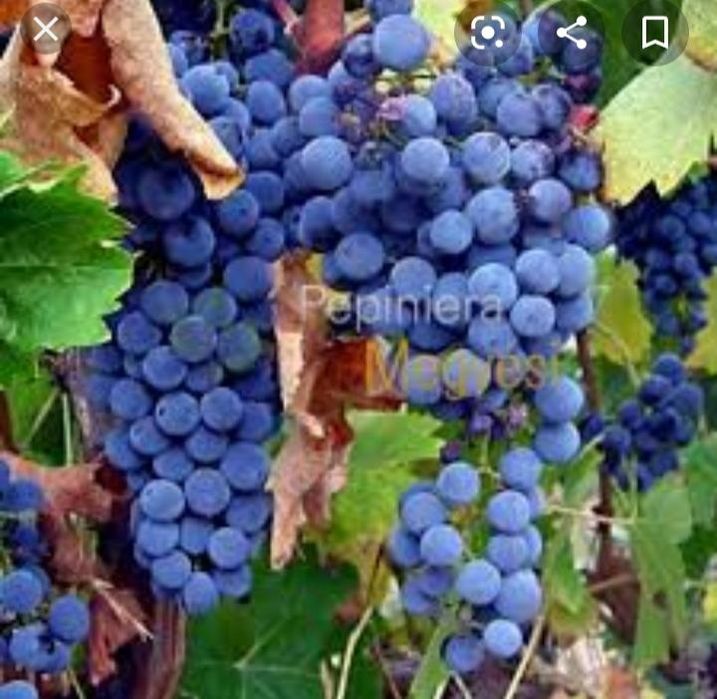 Struguri de vin producție 2025