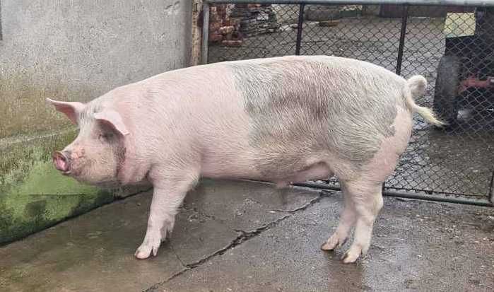 Прасе угоено - около 170 кг.