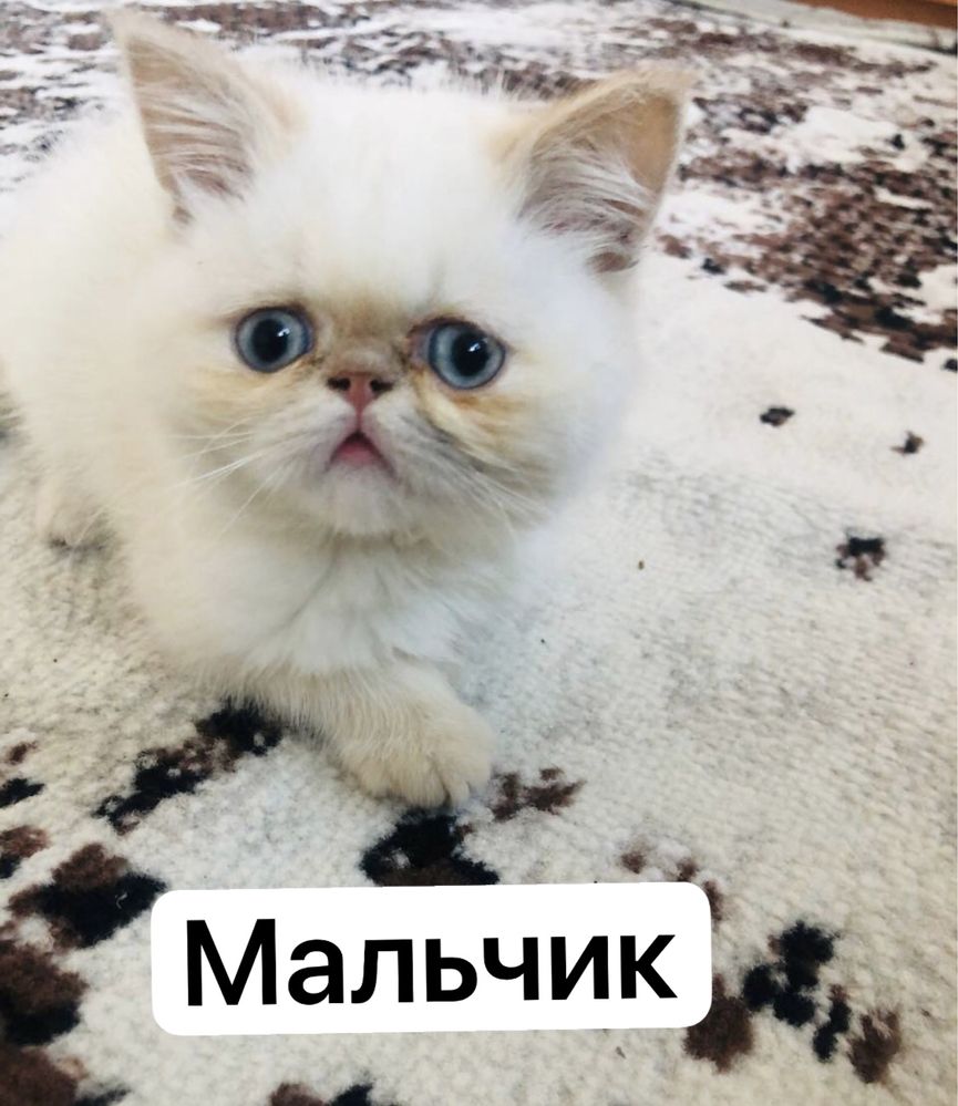 Чистокровный экзот девочка и мальчики
