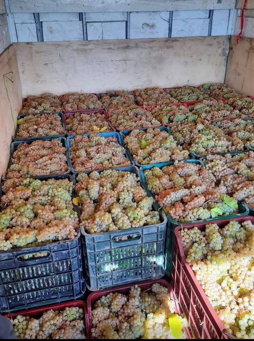 De vanzare struguri de vin productie 2025