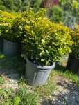 Amenajare grădină cu plante ornamentale rezistente – Plată la livrare
