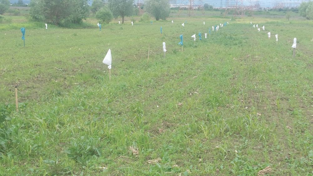Teren pt gradina zona DEALUL DAII ( KUKA , SERVICE EXPRES ) - SIBIU