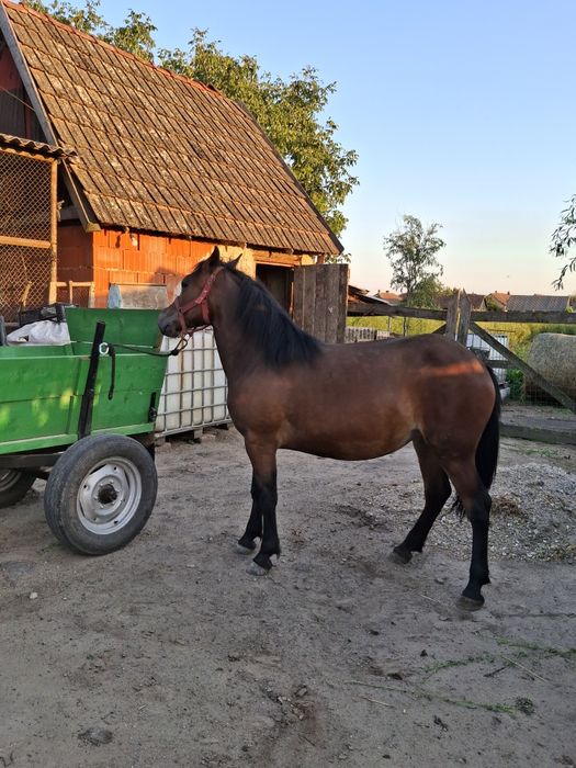 De vânzare mânza 1,5 de ani