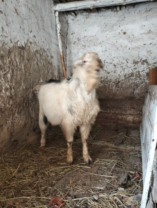 Echki, Taka 10 ойлик.  Козёл,