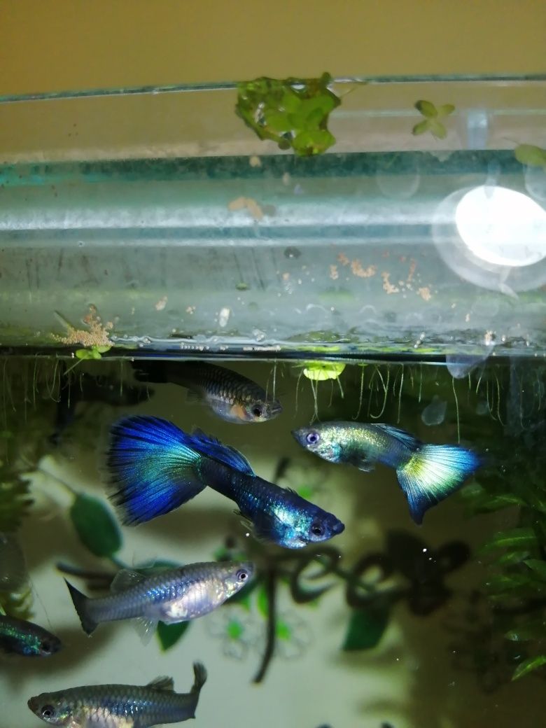 Декоративни рибки гупи синя московска гупа