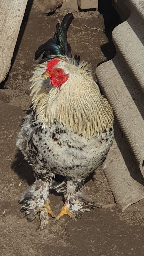 Cocosi de vanzare!