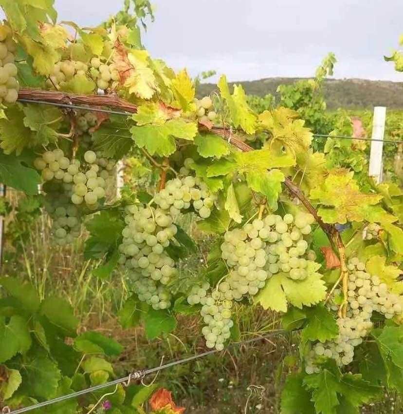 Struguri de vin productie proprie soiuri albi/negri, transport inclus