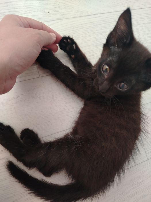 Отдам черную маленькую кошку