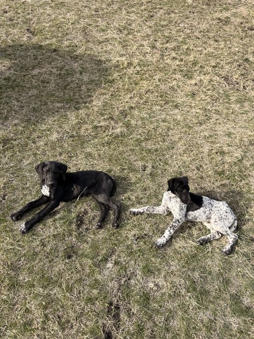 Щенята лабрадор-курцхаар 3 месяца