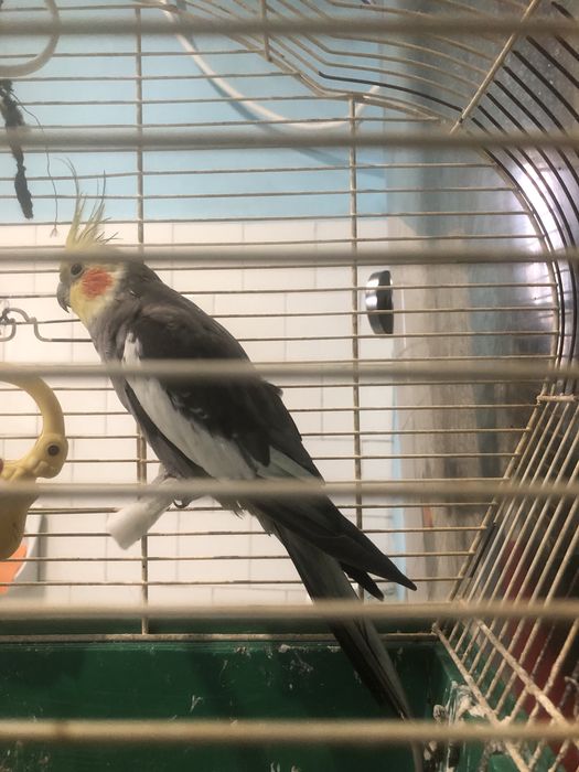 Papagal nimfa mascul