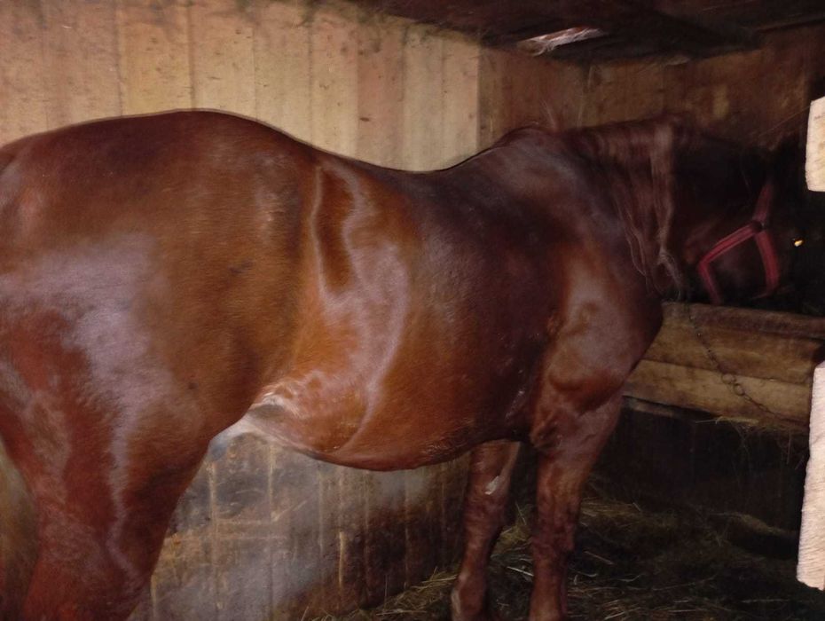 Cal de vanzare in varsta de 10 ani