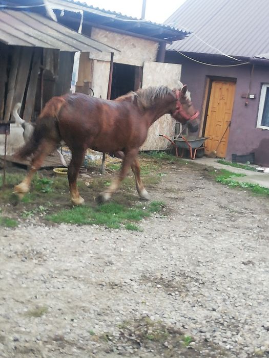 Vând sau schimb cu iapă grea bună de ham