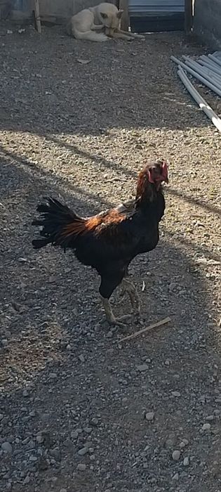 Дакан вьетнам шатыс 1,5 жас