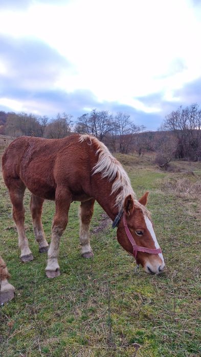 Mânz metis Ardenez/Breton