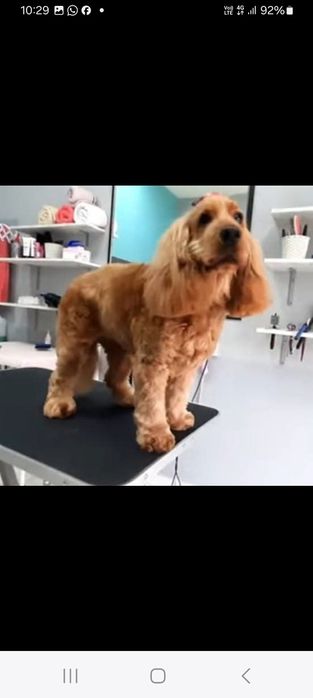 Frizerie canină ayșa