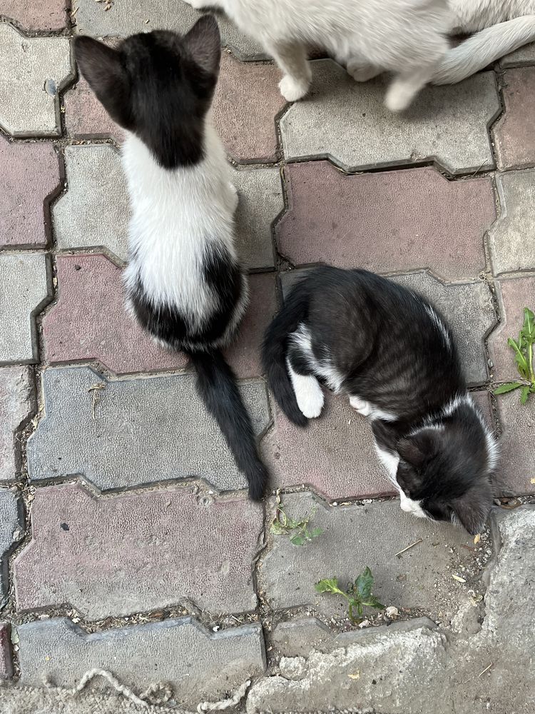 Котята разной окраски белые/черно белые