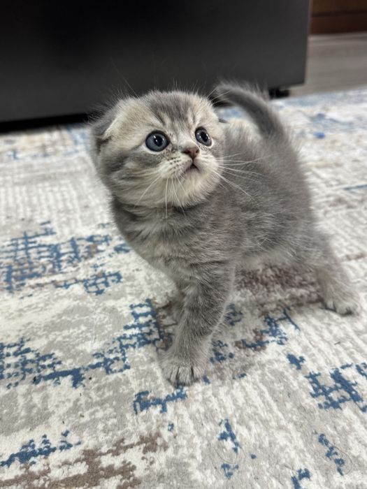 Скоттиш фолд и Золотая шиншилла