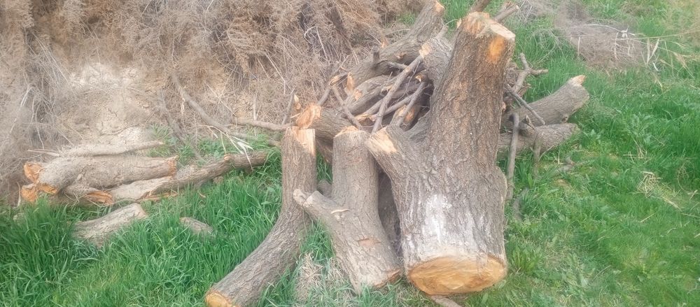 Продаю дрова абрикос