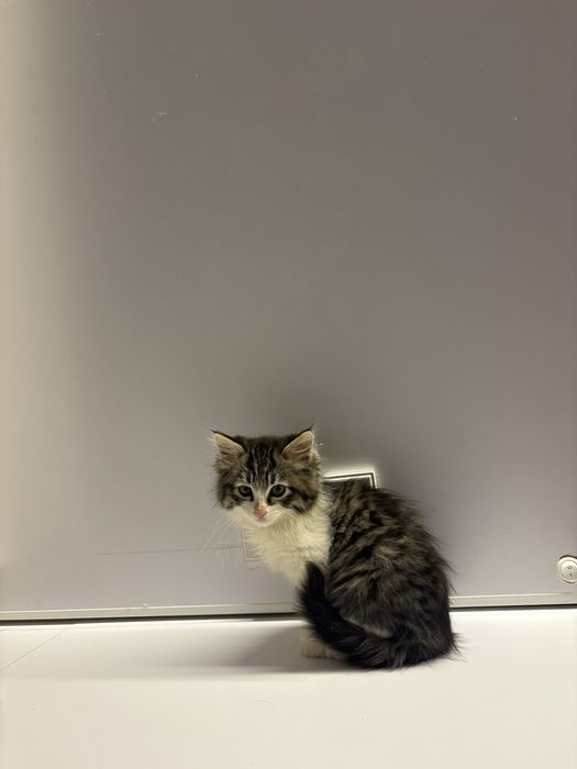 Отдаем котят в хорошие и добрые руки