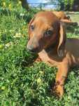 Vand cate Teckel Dachshund