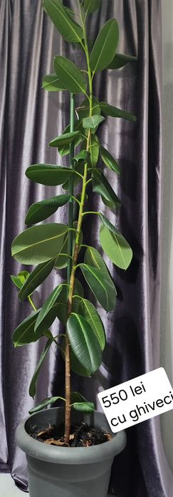 Ficusul îmbunătățește calitate aerului în casa!