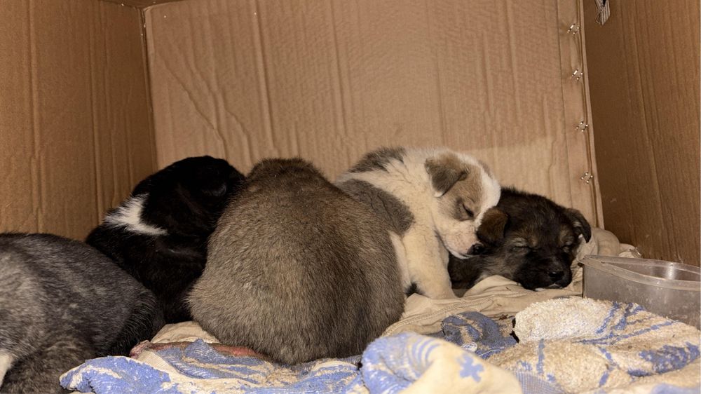 Щенки мерзнут на улице